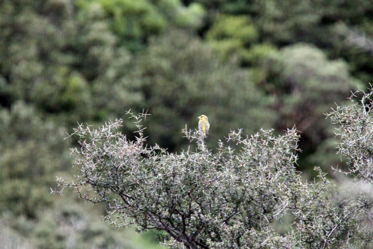 European Greenfinch (Carduelis chloris)